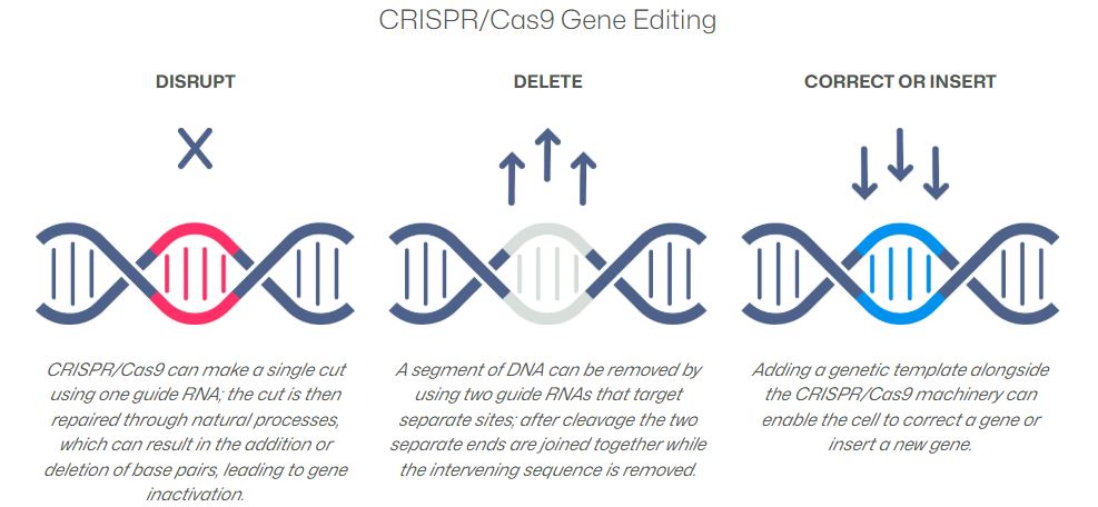 Diagram showing three CRISPR-Cas9 gene editing methods: disrupt, delete, and correct or insert DNA sequences